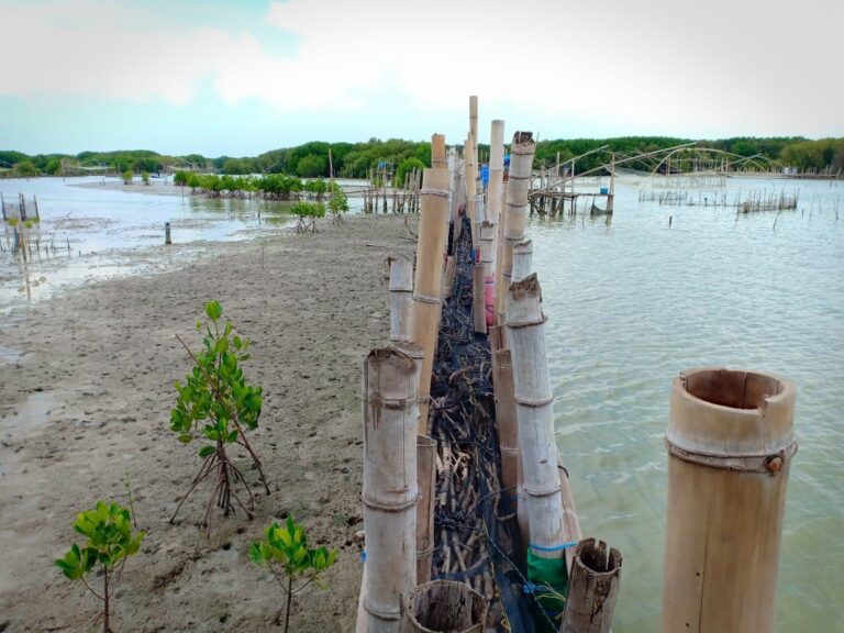 Rehabilitating Mangrove Belts Ecoshape