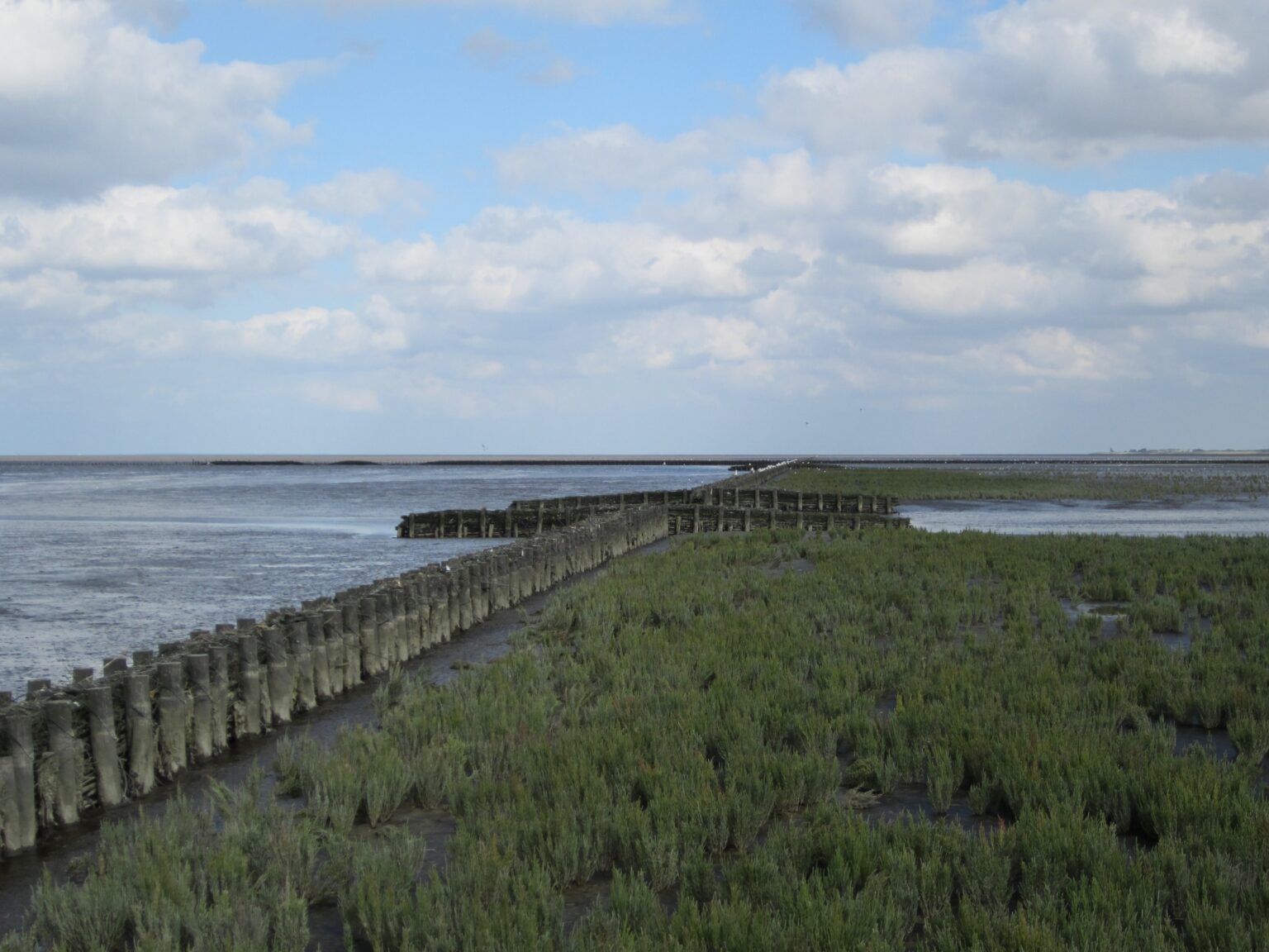 Pioneer Salt Marsh Restoration For Coastal Protection - Eastern Scheldt ...