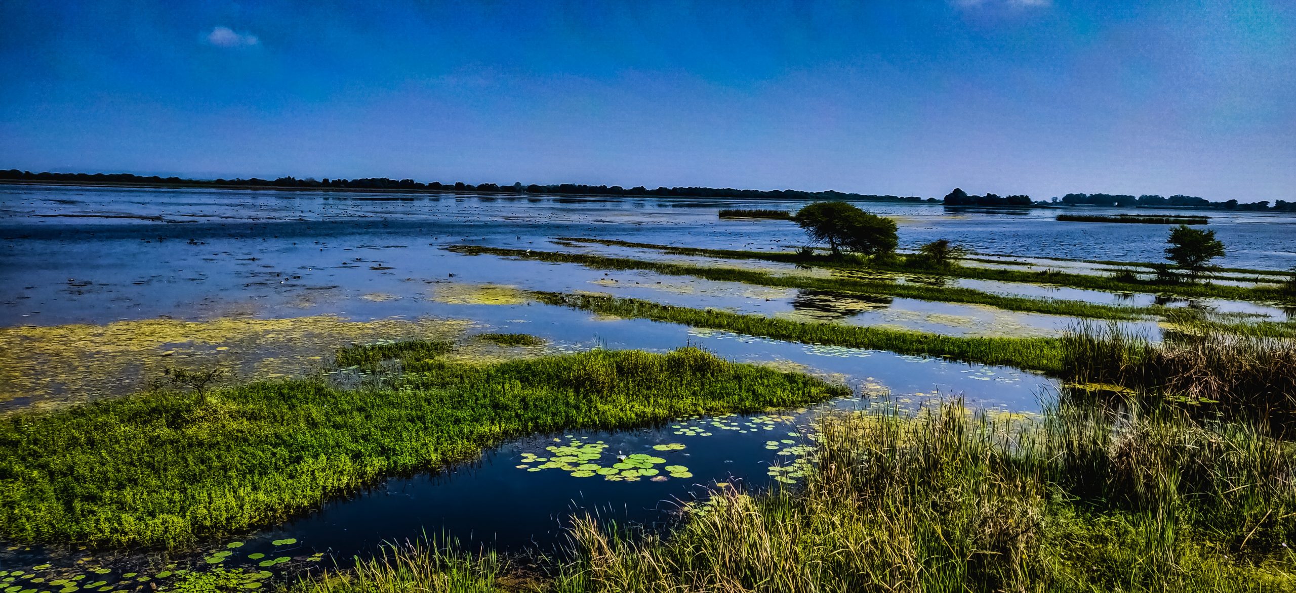 Another Word For Marshy Area