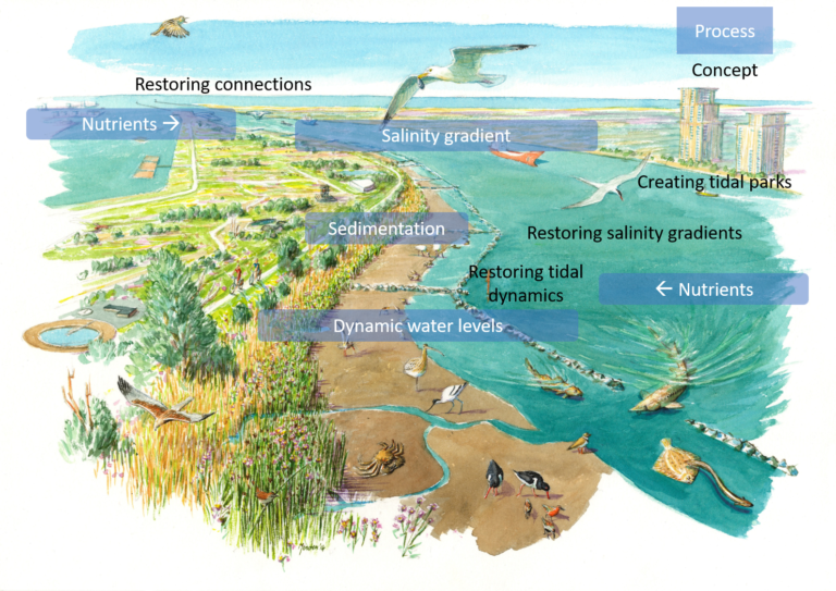 Restoring Estuarine Ecosystems - EcoShape