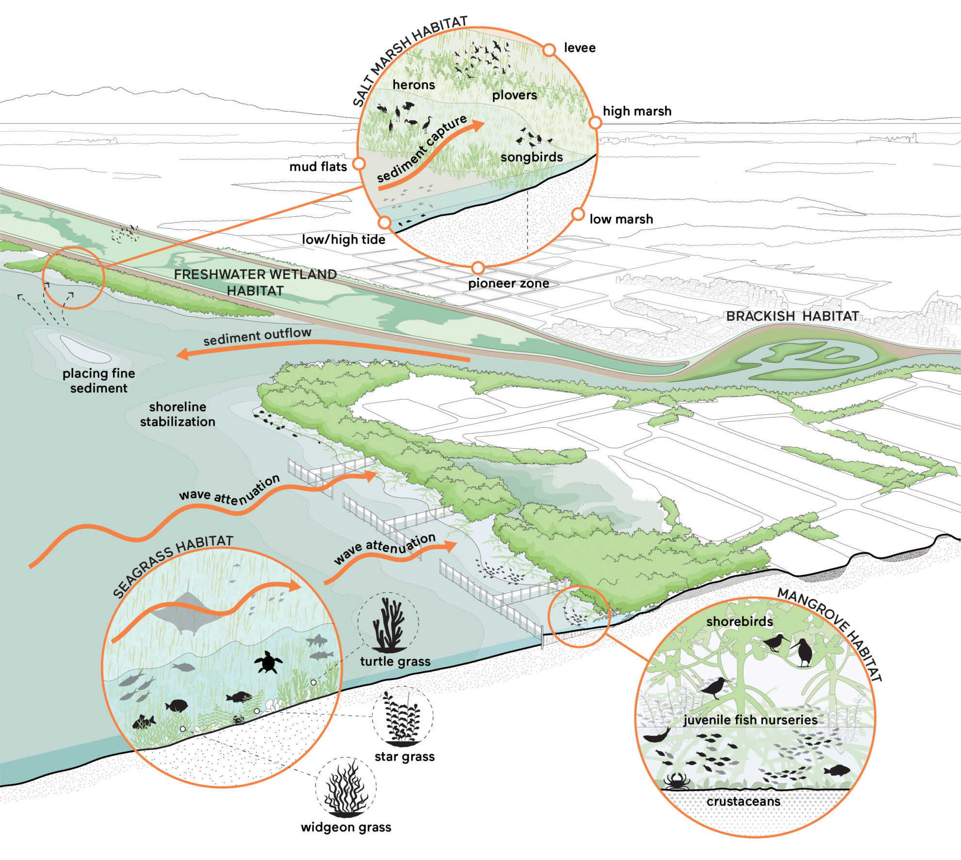 Muddy Coasts - EcoShape